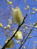 Salix caprea